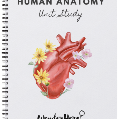 Human Anatomy Unit Study